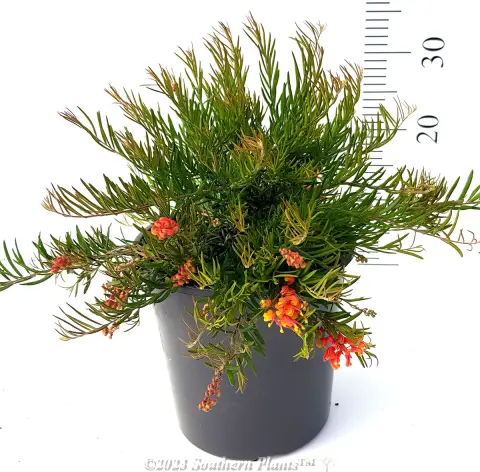 Grevillea Crackles