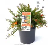 Grevillea Crackles - Alt