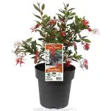 Grevillea Deua Flame - Plant photo