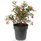 Grevillea Deua Flame - Alternate photo
