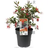Grevillea Deua Flame - Product photo