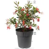 Grevillea Deua Flame - Reference photo