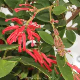 Grevillea Deua Flame - Detail photo