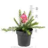 Grevillea Dezire - Product photo