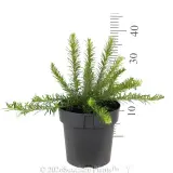 Grevillea Dezire - Reference photo