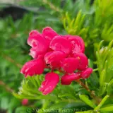 Grevillea Dezire - Flower photo