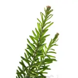 Grevillea Dezire - Foliage photo
