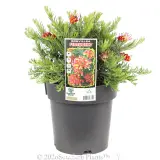 Grevillea Fireworks - Primary