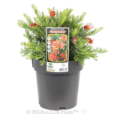 Grevillea Fireworks