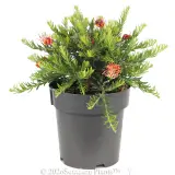 Grevillea Fireworks - Alt