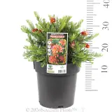 Grevillea Fireworks - Pack
