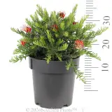 Grevillea Fireworks - Ruler