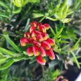 Grevillea Fireworks - Detail