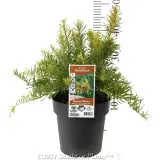 Grevillea Gold Rush - Product photo