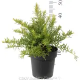 Grevillea Gold Rush - Reference photo