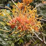 Grevillea Honey Gem - Product photo