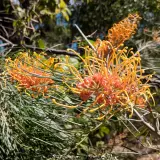Grevillea Honey Gem - Reference photo