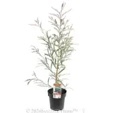 Grevillea Ivanhoe - Primary