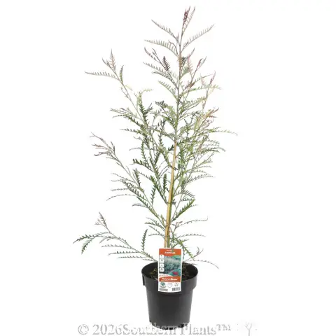 Grevillea Ivanhoe