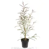 Grevillea Ivanhoe - Alt