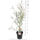 Grevillea Ivanhoe - Pack