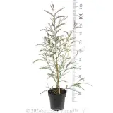 Grevillea Ivanhoe - Ruler
