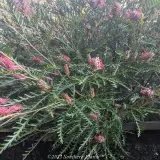 Grevillea Ivanhoe - Detail