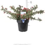 Grevillea Jelly Baby - Product photo