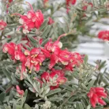 Grevillea Jelly Baby - Detail photo
