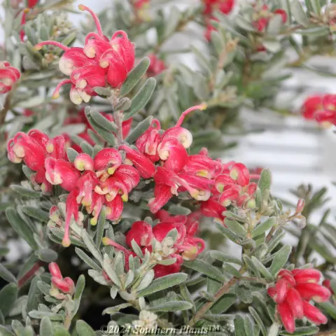 Grevillea Jelly Baby