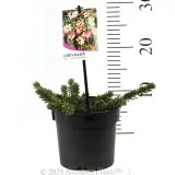 Mt Tamboritha Grevillea - Product photo