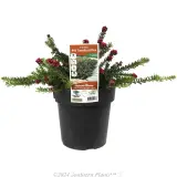 Mt Tamboritha Grevillea - Plant photo