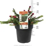 Mt Tamboritha Grevillea - Product photo