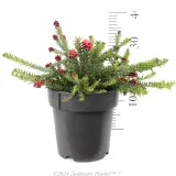 Mt Tamboritha Grevillea - Reference photo