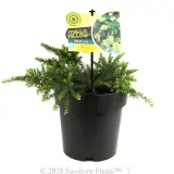 Grevillea Mello Yellow - Plant photo