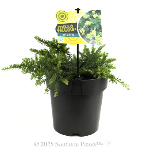 Grevillea Mello Yellow