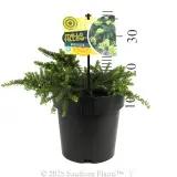 Grevillea Mello Yellow - Product photo