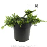 Grevillea Mello Yellow - Reference photo