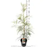 Moonlight Grevillea - Product photo