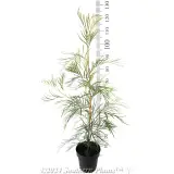 Moonlight Grevillea - Reference photo