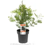 Grevillea Ned Kelly - Primary