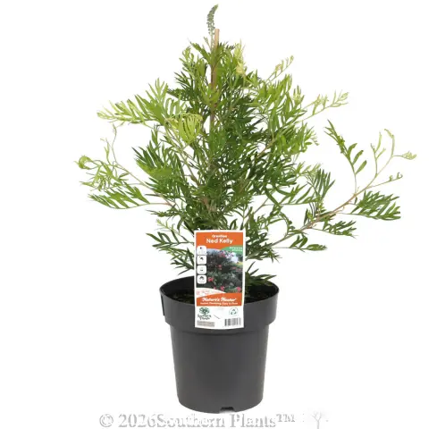 Grevillea Ned Kelly