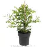 Grevillea Ned Kelly - Alt