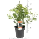 Grevillea Ned Kelly - Pack