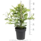 Grevillea Ned Kelly - Ruler