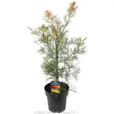 Grevillea Outback Sunrise - Plant photo