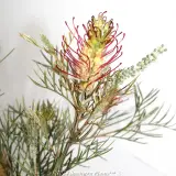 Grevillea Outback Sunrise - Product photo