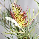 Grevillea Outback Sunrise - Reference photo