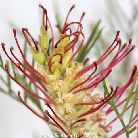 Grevillea Outback Sunrise