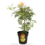 Grevillea Peaches and Cream - Plant photo